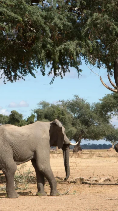 Top elephants africa mana pools zimbabwe