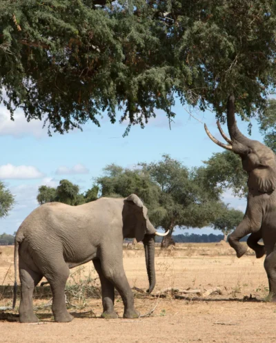 Top elephants africa mana pools zimbabwe