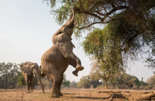 Elephant reaching tree zimbabwe