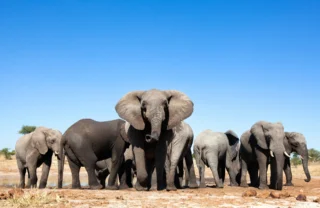 zimbabwes famous close elephant encounters, trips