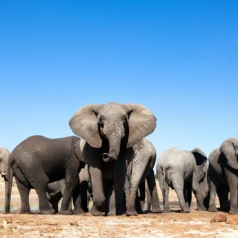 zimbabwes famous close elephant encounters, trips