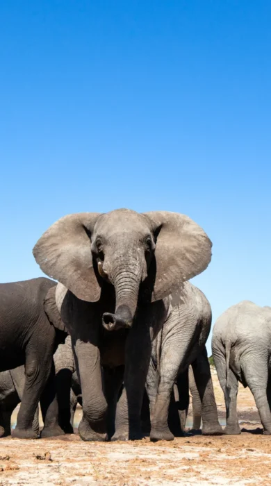 zimbabwes famous close elephant encounters, trips
