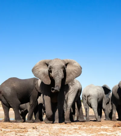 zimbabwes famous close elephant encounters, trips