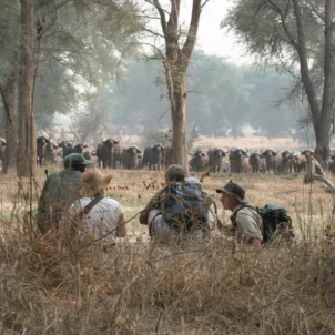 walking safari, true zimbabwe experience
