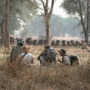 walking safari, true zimbabwe experience
