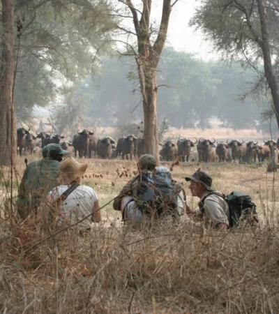 walking safari, true zimbabwe experience