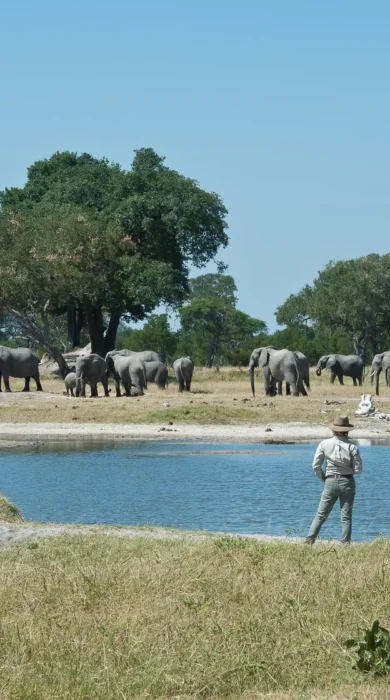Elephant herd, Walking safaris, Zambezi National Park, Zimbabwe