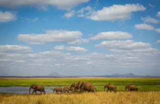 Elephant herd, Tarangire National Park, Tanzania safaris