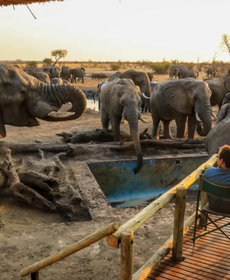 Elephants visiting, Nehimba Lodge, Hwange, Zimbabwe