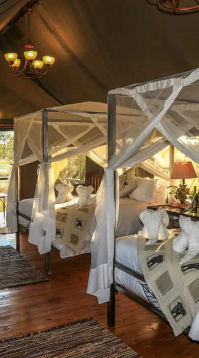Saddlebill twin, Bomani Tented Lodge, Hwange, Zimbabwe