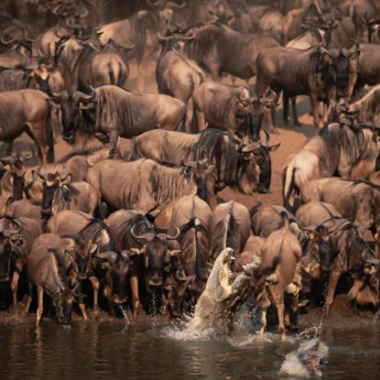 A crocodile leaps out of the water as wildebeest attempt to cross the river, Serengeti - Yellow Zebra Safari