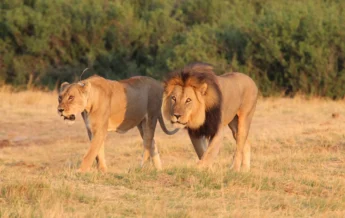 Lion, wildlife at Nehimba Lodge, Hwange, Zimbabwe