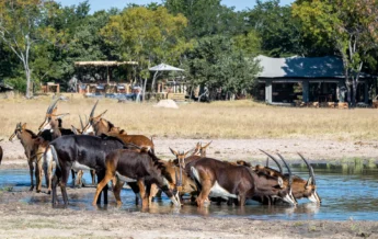 Buck, Little Makalolo, Hwange NP, Zimbabwe
