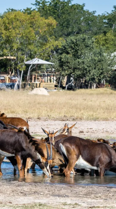 Buck, Little Makalolo, Hwange NP, Zimbabwe