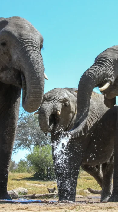 Elephants at waterhole, Jozibanini Camp, Hwange, Zimbabwe