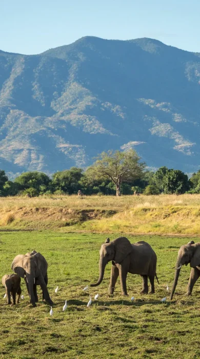 Elephant Family, Ruckomechi, Mana Pools NP, Zimbabwe
