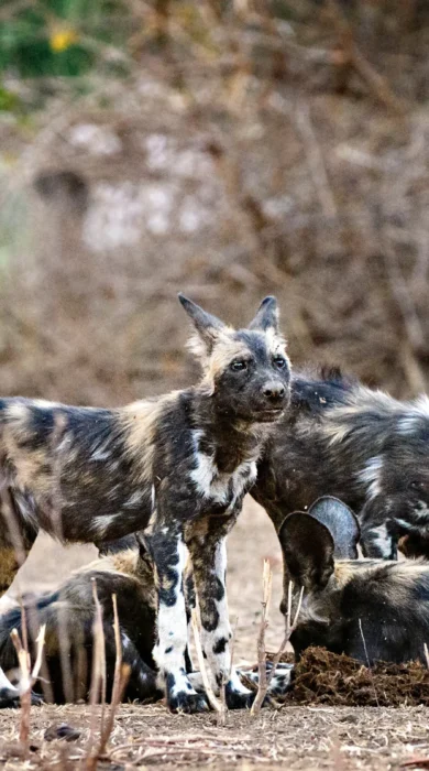 little vundu camp dogs zimbabwe yellow zebra safaris