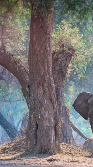 vundu camp elephant zimbabwe yellow zebra safaris
