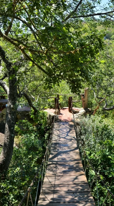 amalinda camp bridge zimbabwe yellow zebra safaris