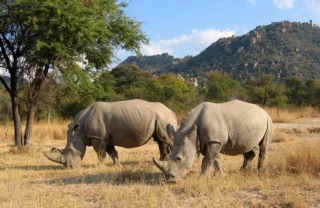 Two rhinos graze, Amalinda Camp, Zimbabwe - Yellow Zebra Safaris