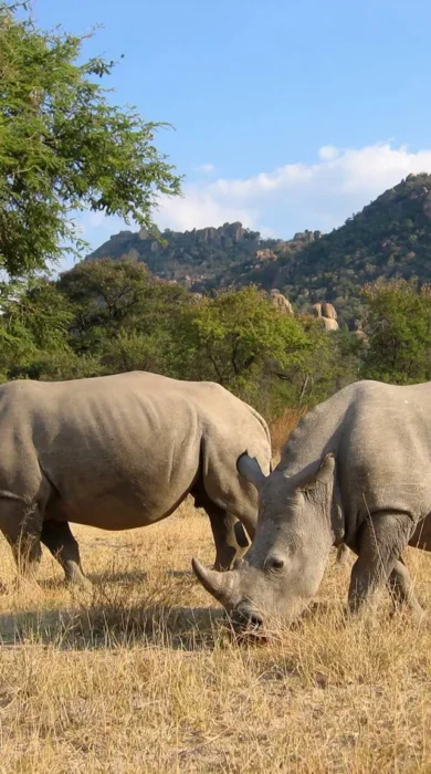 Two rhinos graze, Amalinda Camp, Zimbabwe - Yellow Zebra Safaris