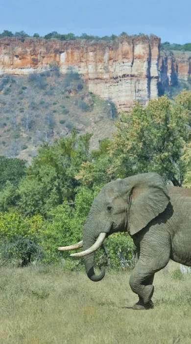 Elephant at Chilojo Cliffs