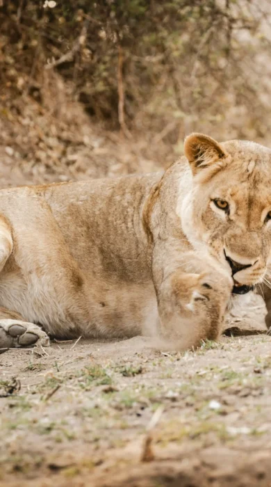 Lion, Little Ruckomechi, Mana Pools, Zimbabwe