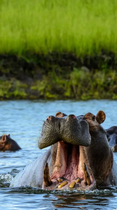 matusadona houseboat boat hippos zimbabwe yellow zebra safaris