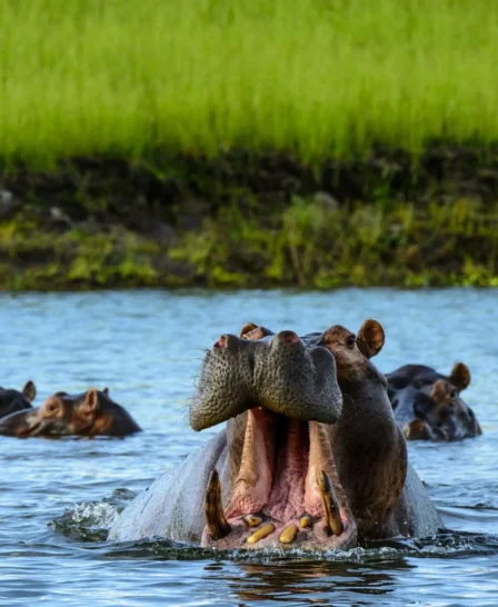 matusadona houseboat boat hippos zimbabwe yellow zebra safaris