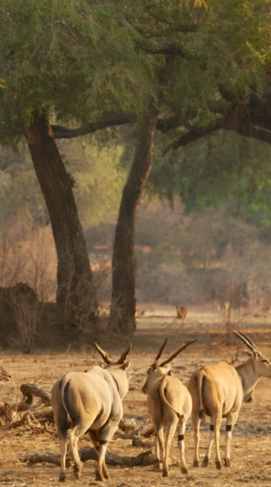 safari game zimbabwe