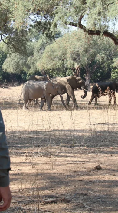 Watching elephants