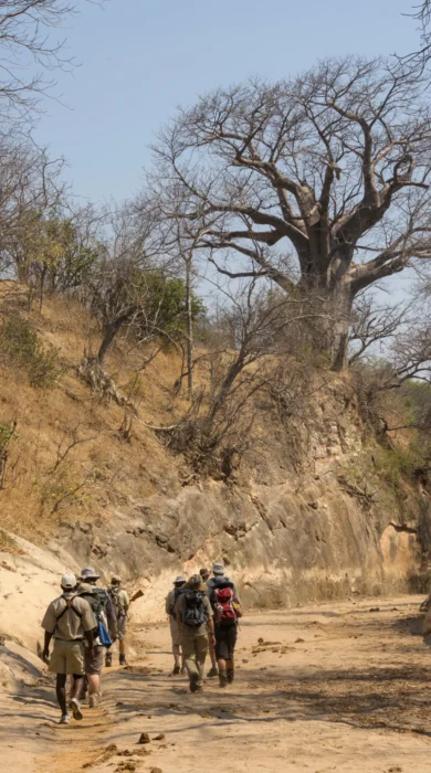 Zimbabwe safari walking