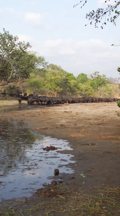 Buffalo Chitake River