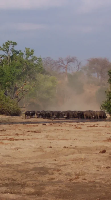 Buffalo zimbabwe