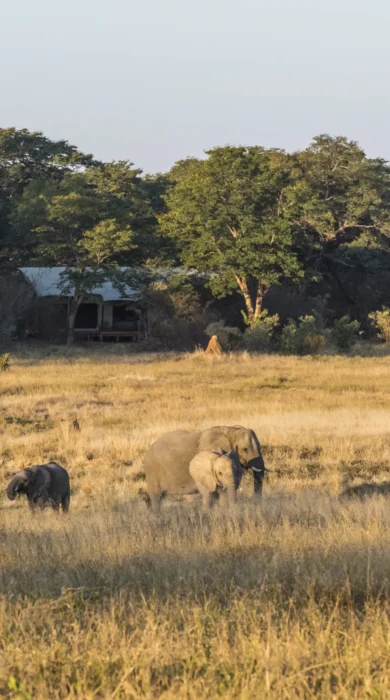 Elephants at Verneys Camp