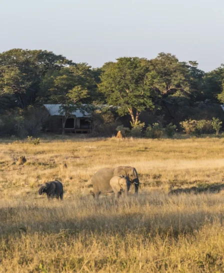 Elephants at Verneys Camp