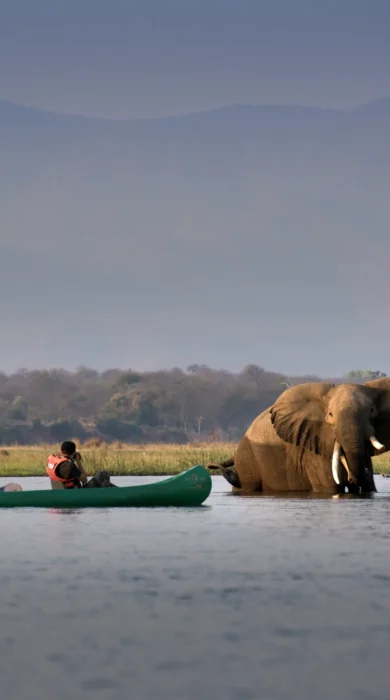 nyamatusi camp zimbabwe conoeing elephant yellow zebra safaris