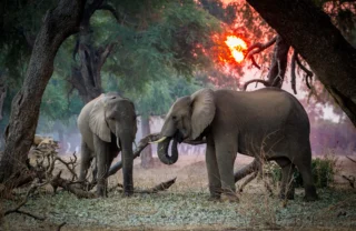 elephant safaris, mana pools, zimbabwe holidays