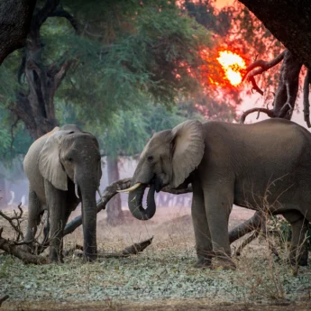 elephant safaris, mana pools, zimbabwe holidays