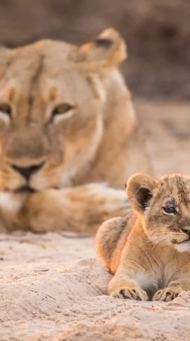 Lioness and cub Zimbabwe