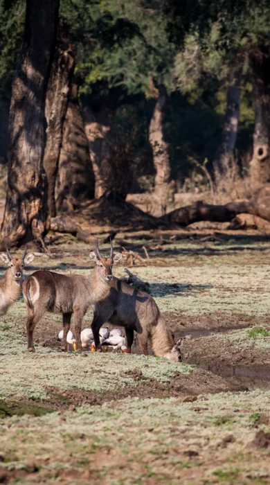 Mana Pools Wildlife