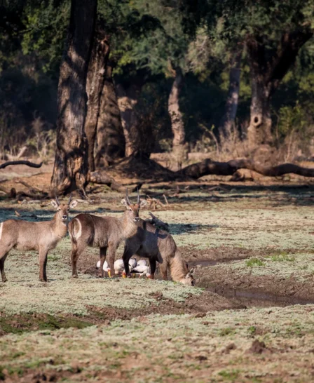 Mana Pools Wildlife