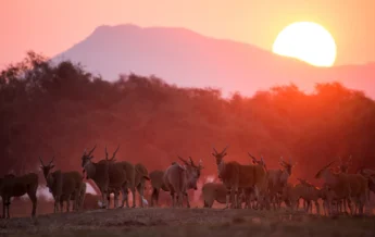 Sunset Zimbabwe wildlife