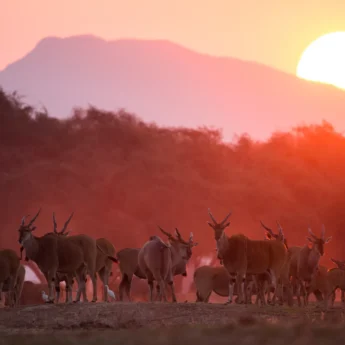 Sunset Zimbabwe wildlife