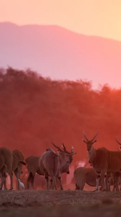 Sunset Zimbabwe wildlife