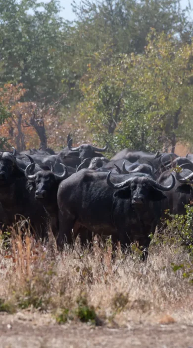 deka camp zimbabwe wildlife yellow zebra safaris
