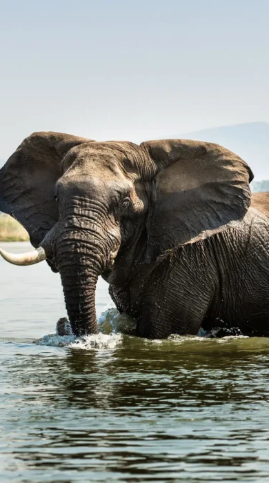 Elephant at Tembo Plains Camp, Zimbabwe