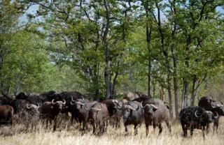 Singita Pamushana Wildlife4