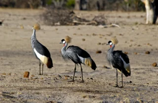 wildlife safaris, hwange national park, zimbabwe holidays