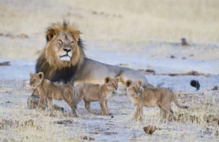 lion safaris, hwange national park, zimbabwe holidays